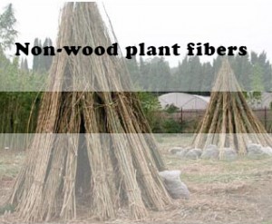 Non-wood plant fibers