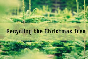 christmas-trees-recycle